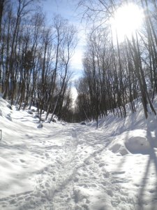 snowy trail between two rows of trees leaning towards each other, a la tower of Pisa